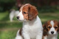 Dutch Spaniel Puppies